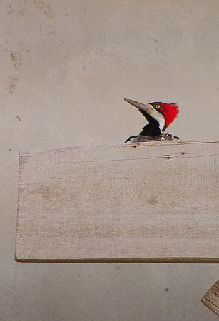 Woodpecker-0981
