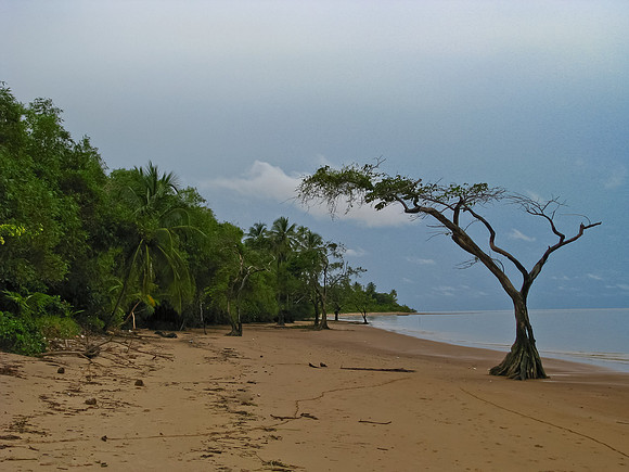 Lonesome Tree