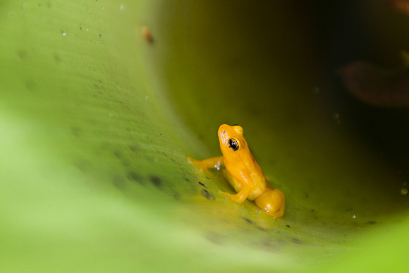 Golden Frog