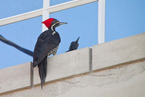 Woodpecker-4017