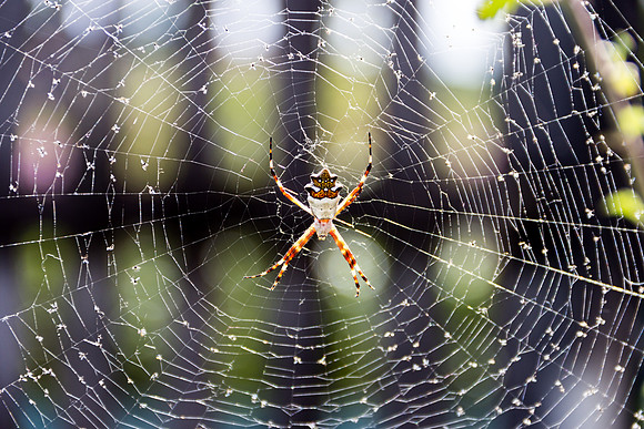 Spidey! - 5802