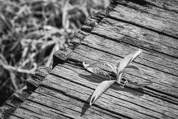 Weed - 12-7203