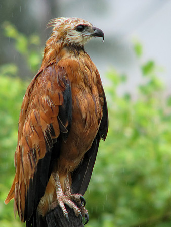 Hunting in the Rain