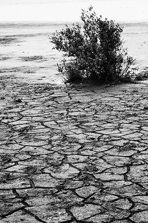Parched - 9040