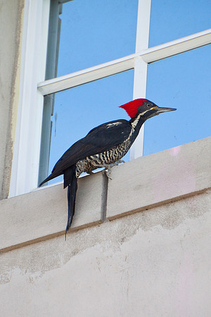 Woodpecker-4005