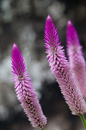 Cat-tails