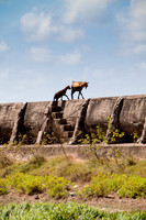 Goats on the Wall - 3257