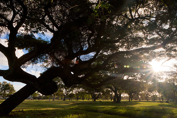 The Tree in the Park