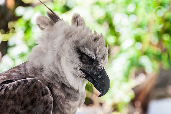 The Harpy Eagle