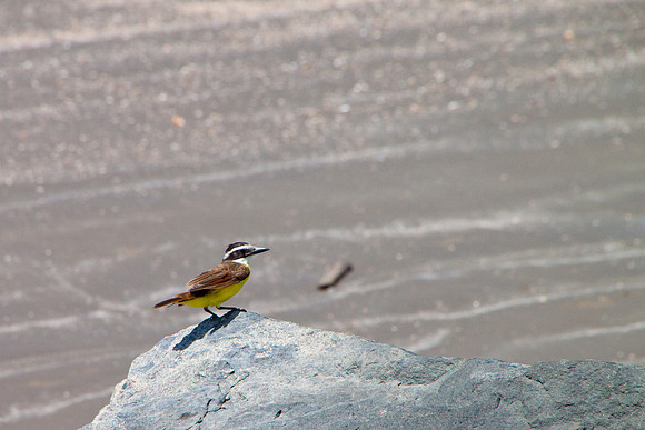 Kiskadee Knoll -3767