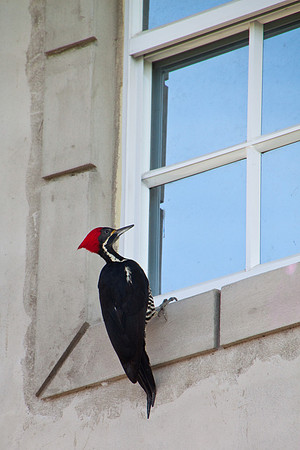 Woodpecker-3996