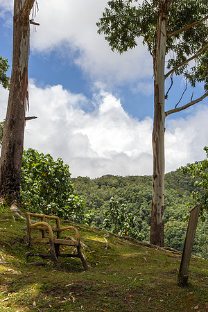 A seat beneath the trees