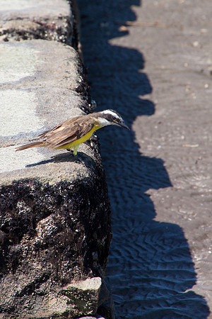 Jetty Jim -3784