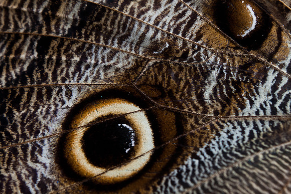 Moth Wing - 8004