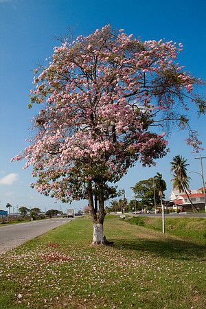 Pretty in Pink - 9226