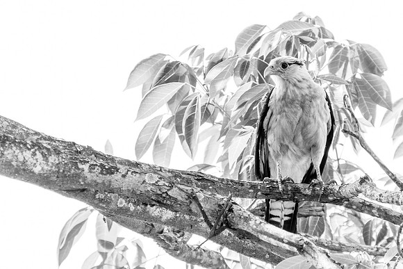 High Key Bird - 12-6770
