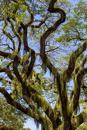 Tree on the Avenue - 13-0501