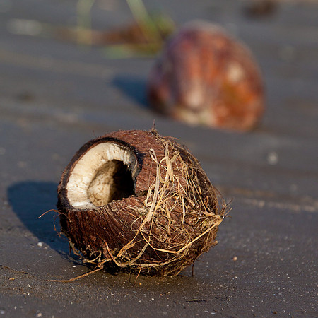 Coconut