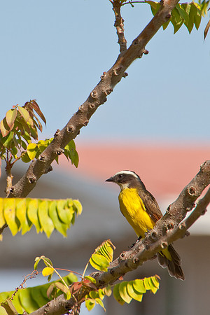 Kiskadee - 0586