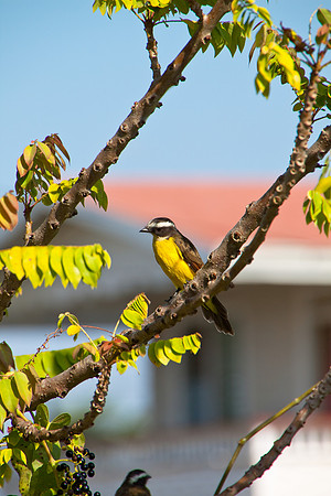 Kiskadee - 0584
