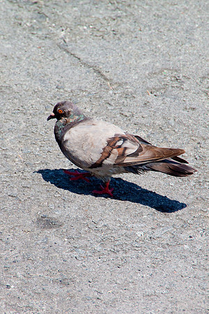 Pigeon -3741