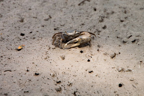 Mud Crab - 3429