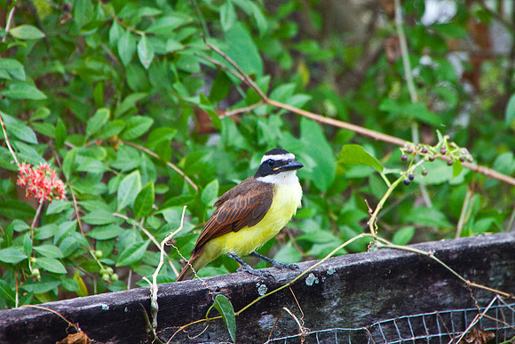 Kiskadee on a Fence- 3597