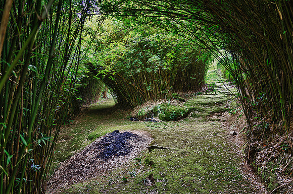Cinchone Bamboo Grove - 3246-48