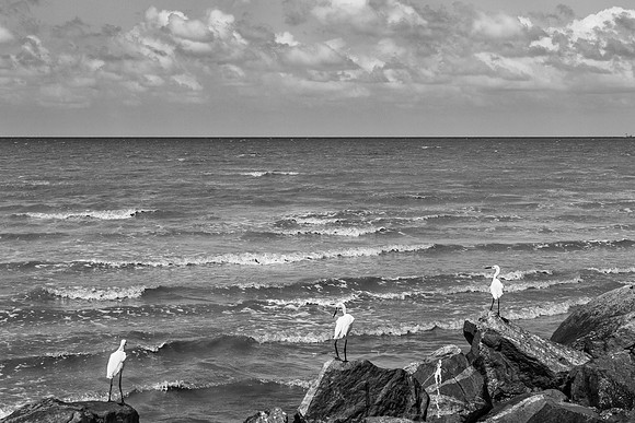 Three Birds - 13-0479